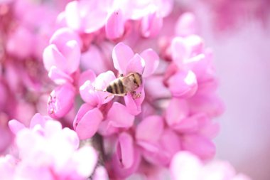 Pembe kırmızı tomurcuk ağaçlarındaki arılar toplanmış ballı makrolar. 
