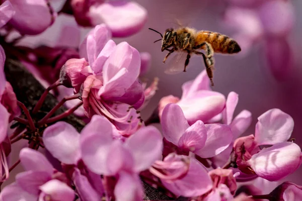 Bee Pink Redbud Tree Flowers Srping Collectin Honey Macro — 스톡 사진