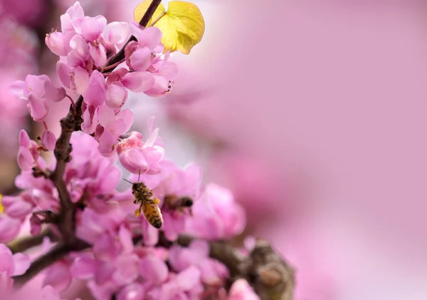 Méh Rózsaszín Vörösbimbó Virágok Srping Gyűjtemény Méz Makró — Stock Fotó