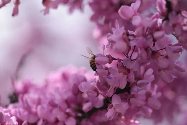 Pszczoła Różowy Czerwony Pączek Drzewa Kwiaty Srping Collectin Miód Makro — Zdjęcie stockowe
