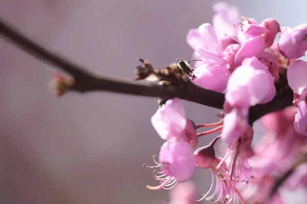 Μέλισσα Ροζ Άνθη Redbud Δέντρο Srping Collectin Μέλι Μακροεντολή — Φωτογραφία Αρχείου