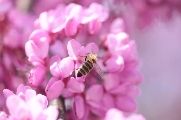 Bee Pink Redbud Tree Flowers Srping Collectin Honey Macro — 스톡 사진