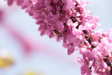 Pembe kırmızı tomurcuk ağaçlarındaki arılar toplanmış ballı makrolar. 