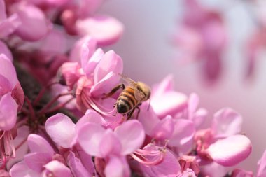 Pembe kırmızı tomurcuk ağaçlarındaki arılar toplanmış ballı makrolar. 