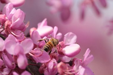 Pembe kırmızı tomurcuk ağaçlarındaki arılar toplanmış ballı makrolar. 