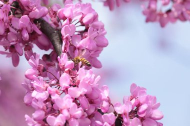 Pembe kırmızı tomurcuk ağaçlarındaki arılar toplanmış ballı makrolar. 