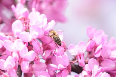Pembe kırmızı tomurcuk ağaçlarındaki arılar toplanmış ballı makrolar. 