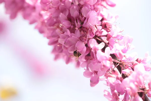 Méh Rózsaszín Vörösbimbó Virágok Srping Gyűjtemény Méz Makró — Stock Fotó