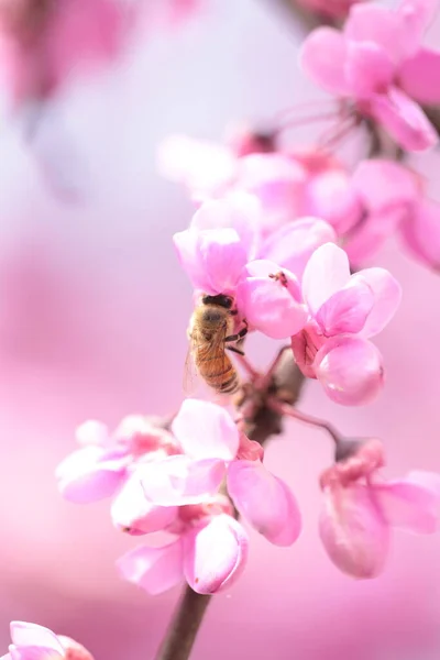 Bee Pink Redbud Tree Flowers Srping Collectin Honey Macro — Stock Fotó