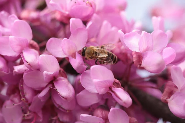 Bee Pink Redbud Tree Flowers Srping Collectin Honey Macro — Stock Fotó