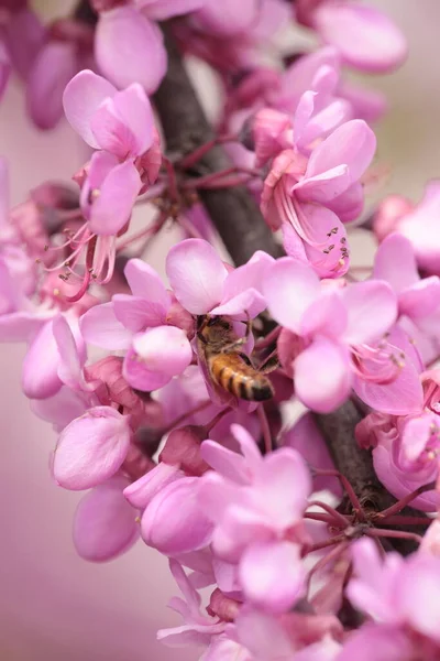 Biene Auf Rosa Rotknospenbaumblüten Srping Collectin Honey Macro — Stockfoto