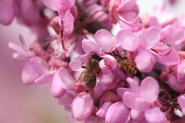 Bee Pink Redbud Tree Flowers Srping Collectin Honey Macro — 스톡 사진