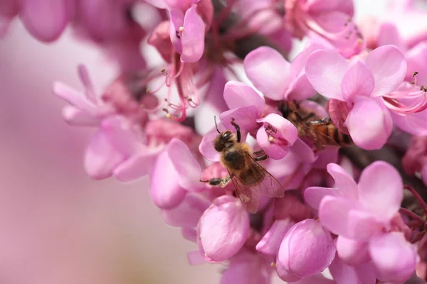 Bee Pink Redbud Tree Flowers Srping Collectin Honey Macro — 스톡 사진