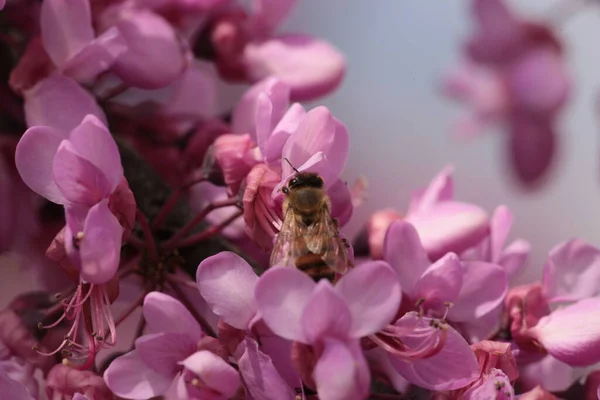 Bee Pink Redbud Tree Flowers Srping Collectin Honey Macro — 스톡 사진