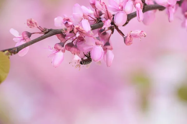 Pembe Kırmızı Tomurcuk Ağaçlarındaki Arılar Toplanmış Ballı Makrolar — Stok fotoğraf