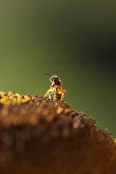 Bee Collenting Honey Sunflower Isolated Macro — Stock fotografie