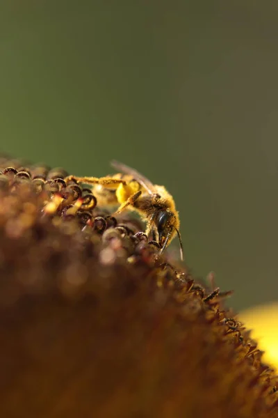 Бджола Збирає Мед Соняшник Ізольований Макрос — стокове фото