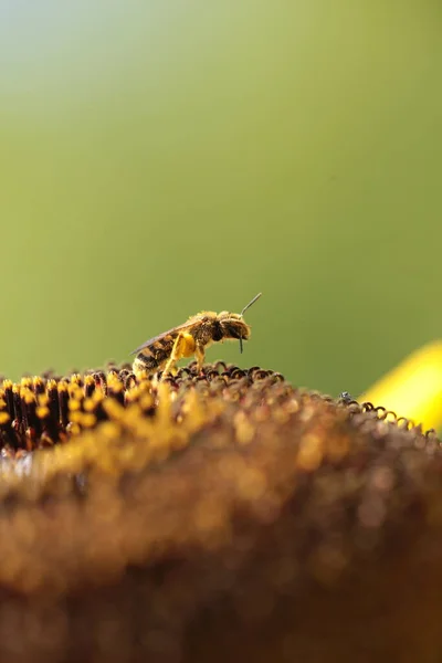 Biene Sammelt Honig Sonnenblume Isoliert Makro — Stockfoto