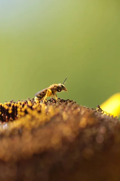 Бджола Збирає Мед Соняшник Ізольований Макрос — стокове фото