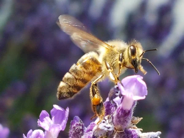 Méhek Méz Levendula Virág Gyűjtése Pollen Tavaszi Szezonban — Stock Fotó