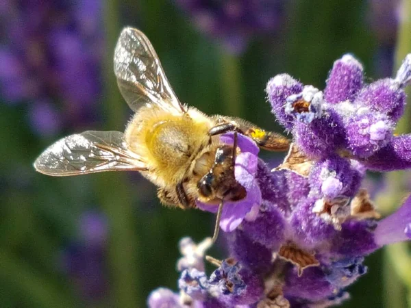 Méhek Méz Levendula Virág Gyűjtése Pollen Tavaszi Szezonban — Stock Fotó