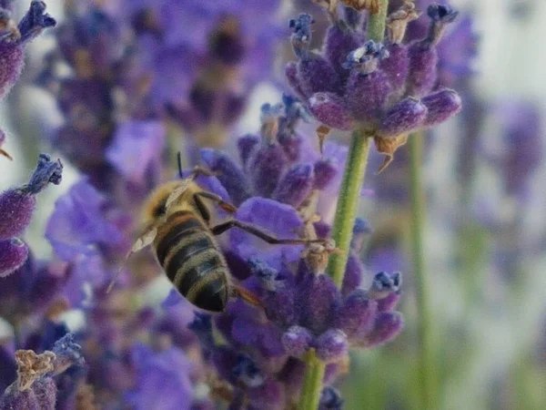 꿀벌꿀 라벤더꽃은 봄철에 꽃가루를 모은다 — 스톡 사진