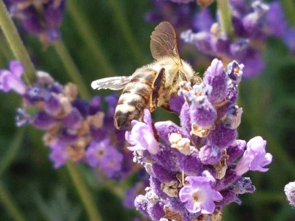 Bee Honey Lavender Flower Collecting Pollen Spring Season — 스톡 사진