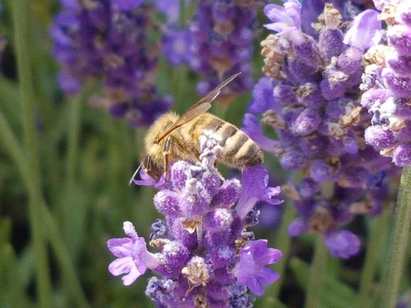 Bee Honey Lavender Flower Collecting Pollen Spring Season — 스톡 사진