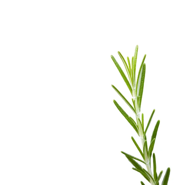 Rosemary Leaves Twing Isolated White Background Mediteranena Herb Background — Stockfoto