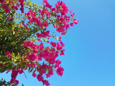 bougainvillea flowers isolated in blue sky in summer sunny day in island of greece 