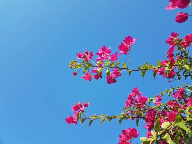 bougainvillea flowers isolated in blue sky in summer sunny day in island of greece 