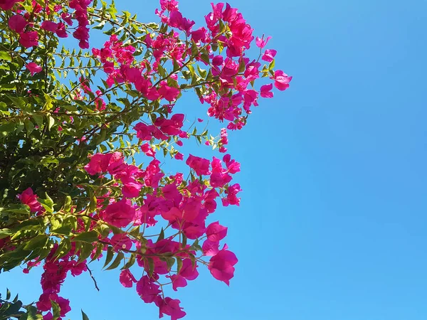 Bougainvillea Flowers Isolated Blue Sky Summer Sunny Day Island Greece — 스톡 사진