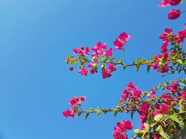 Bougainvillea Flowers Isolated Blue Sky Summer Sunny Day Island Greece — 스톡 사진