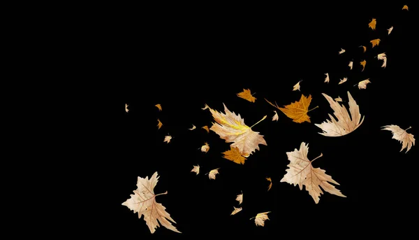 Leaf Leaves Falling Autumn Season Isolated Background Many Rendering — Foto de Stock