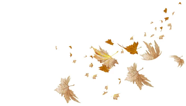 Leaf Leaves Falling Autumn Season Isolated Background Many Rendering — Foto Stock
