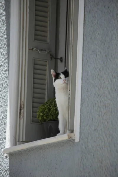 Andros Island Andros City Greece Cat Open Windo — Stock Photo, Image