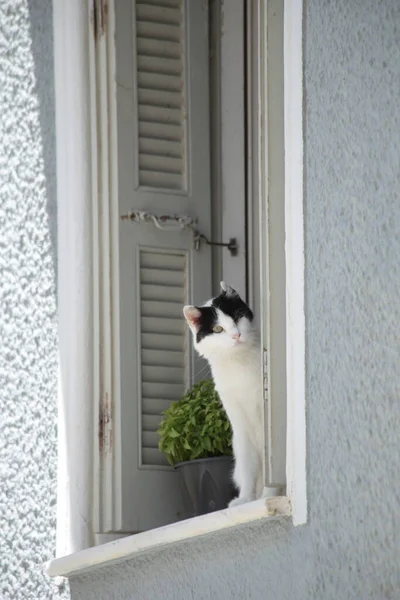 Andros Island Andros City Greece Cat Open Windo — Stockfoto