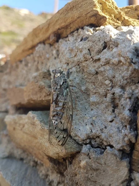 Cicada Rock Morning Greek Island Andros Summer Season — Photo