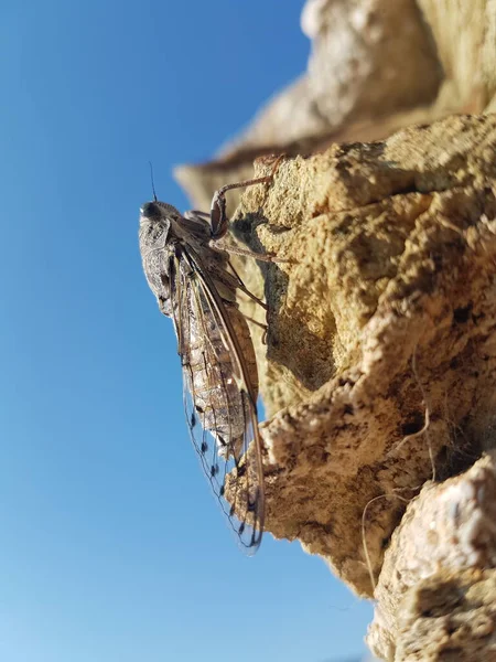 Cicada Rock Morning Greek Island Andros Summer Season — Stok Foto