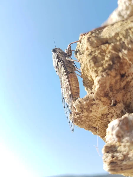 Cicada Rock Morning Greek Island Andros Summer Season — Stok Foto