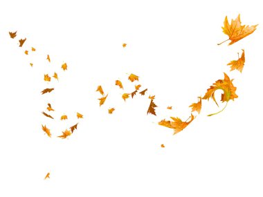 autumn leaves falling and flying  by the wind isolated in white  background - 3d rendering
