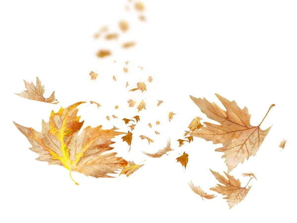 Φθινοπωρινά Φύλλα Πέφτουν Και Πετούν Από Τον Άνεμο Απομονωμένα Λευκό — Φωτογραφία Αρχείου