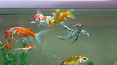 goldfish goldfishes in many colors swimming in a jar with plants 