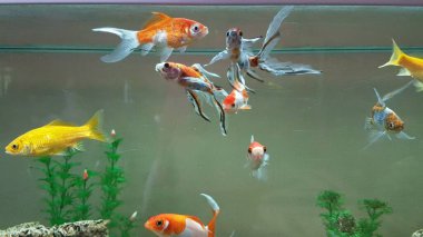 goldfish goldfishes in many colors swimming in a jar with plants 
