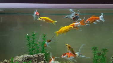 goldfish goldfishes in many colors swimming in a jar with plants 