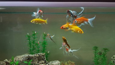 goldfish goldfishes in many colors swimming in a jar with plants 