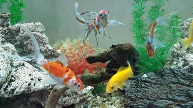 goldfish goldfishes in many colors swimming in a jar with plants 
