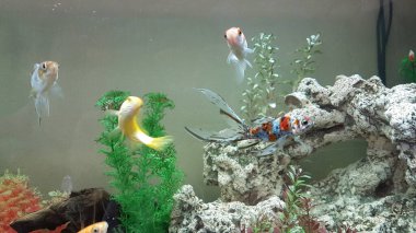 goldfish goldfishes in many colors swimming in a jar with plants 