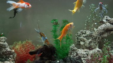 goldfish goldfishes in many colors swimming in a jar with plants 