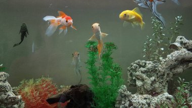 goldfish goldfishes in many colors swimming in a jar with plants 